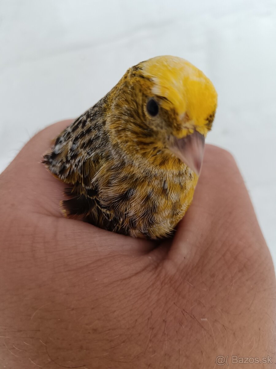 Kanáriky - 10