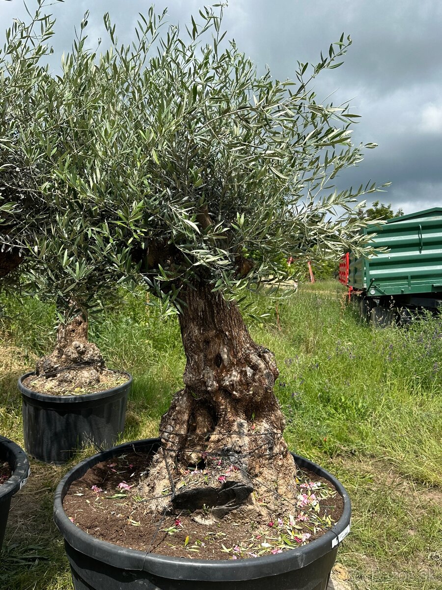 Predám Olivy Bonsai - 10