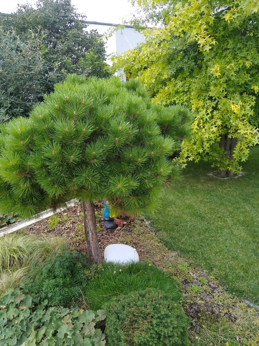 Bývajte na adrese s prívlastkom "" čistý vzduch "" - 10