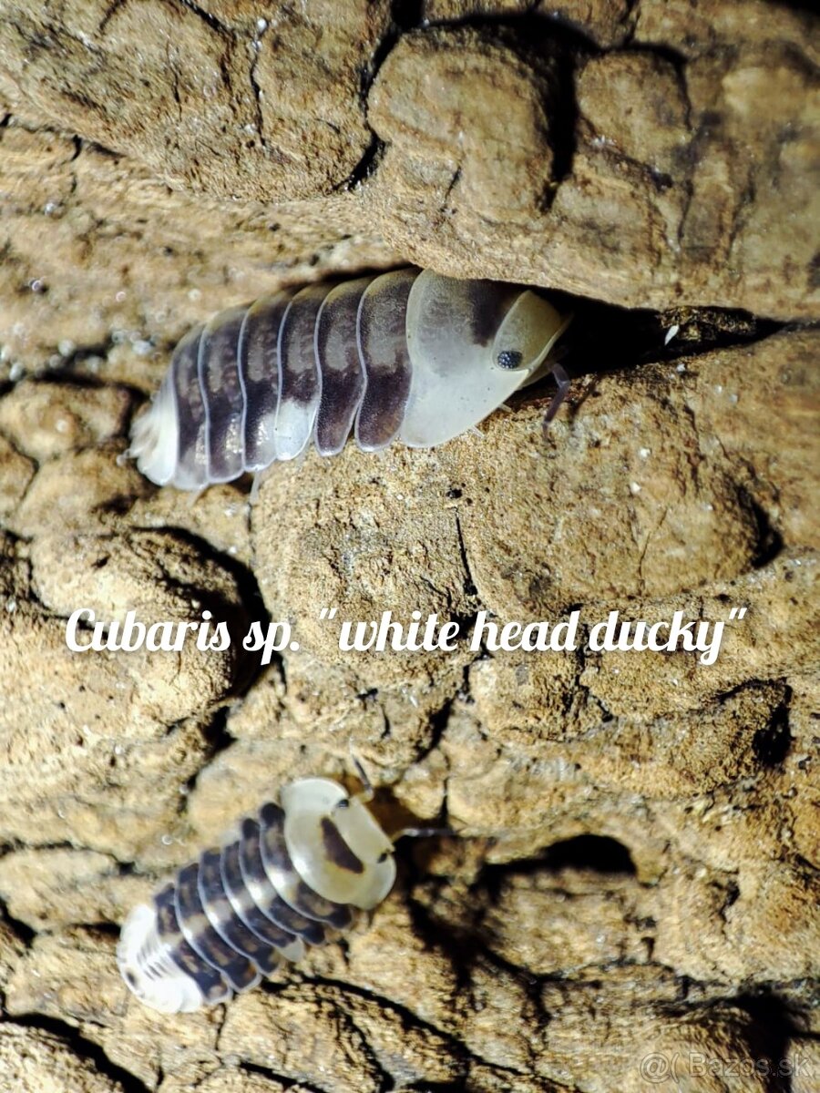 ❤️Exotické isopody - 10