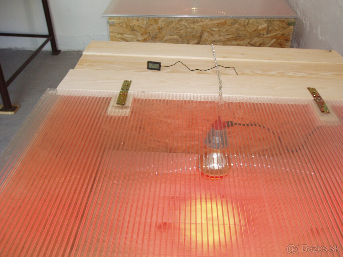 Japonské prepelice - 10