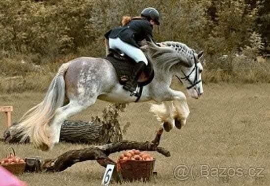 Drum horse hřebec - 10