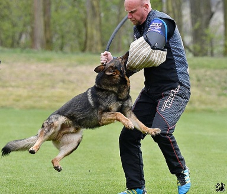 Nemecký ovčiak - šteniatka s PP - 10