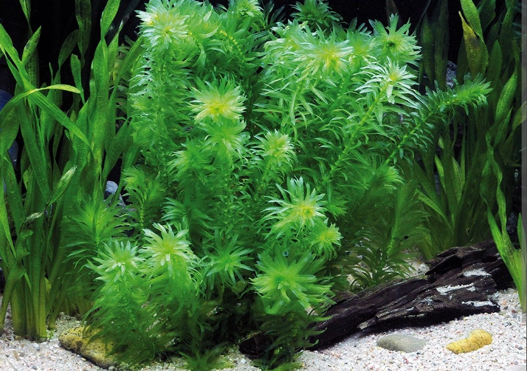 Akvarijne rastliny+Krevetky 12ks - 10