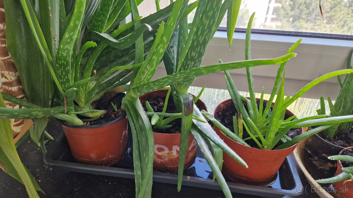 Aloe vera - 10