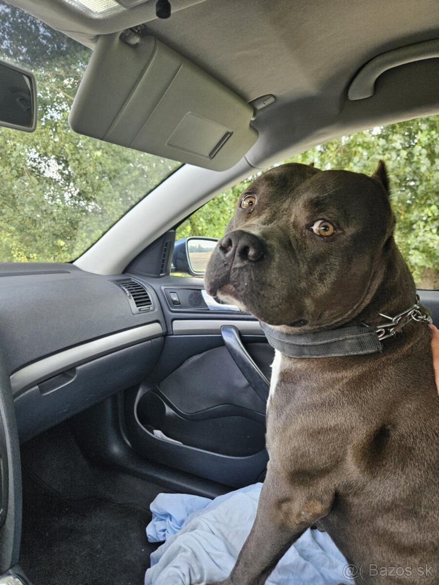 Šteniatká Amerického staffordshire teriéra - Blue - 10