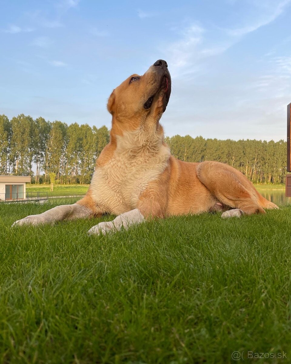 SAO Stredoázijský ovčiak Stredoazijsky ovčiak - 10