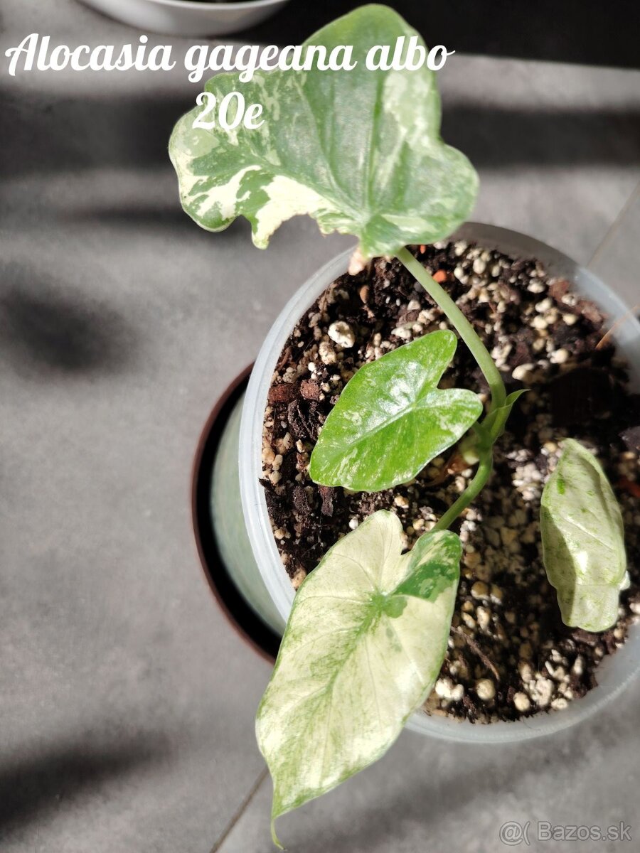 Izbové rastliny - 10