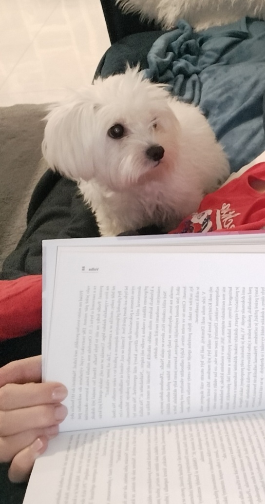 Maltezák fenka - 10