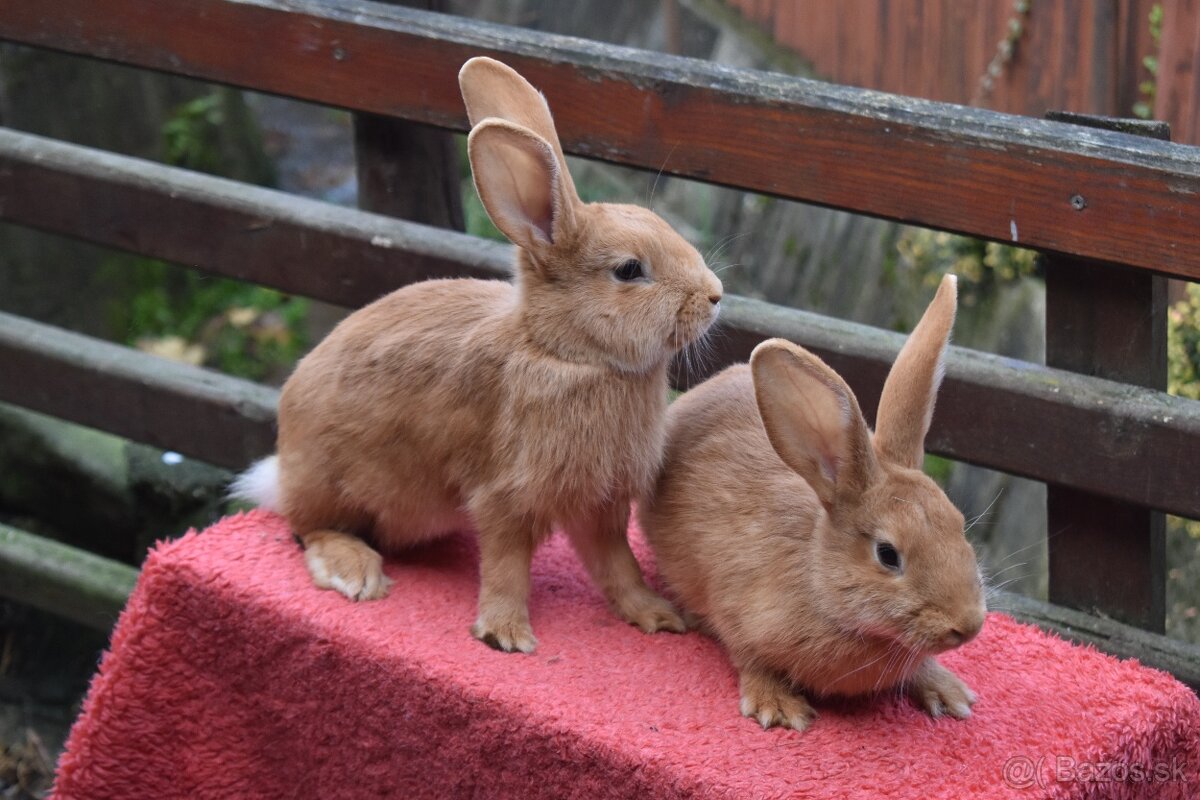 Predam Burgundsky - 10