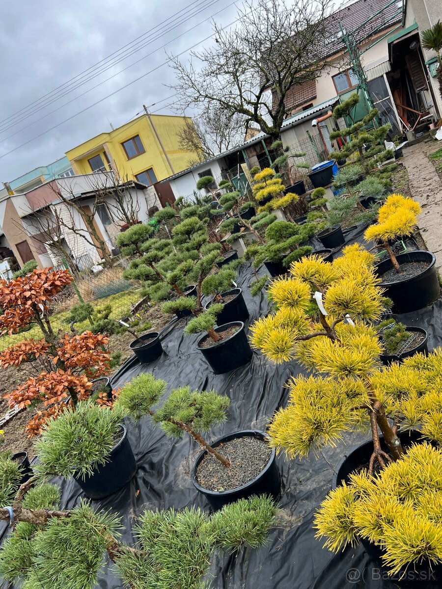 Záhrady v Japonskom štýle - 10
