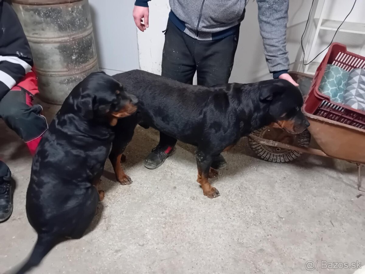 Šteňatá Rottweiler - 10