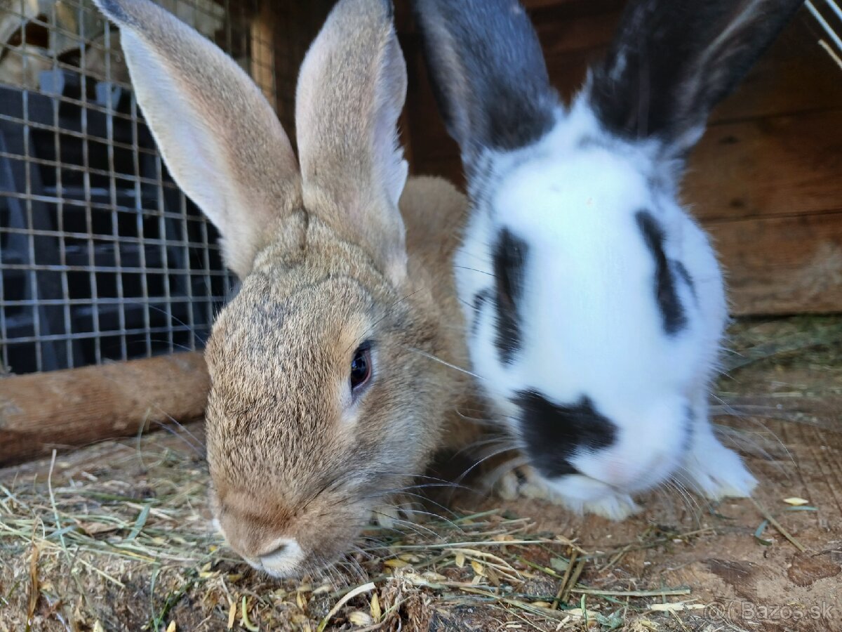 Predám králiky /zajace - 10