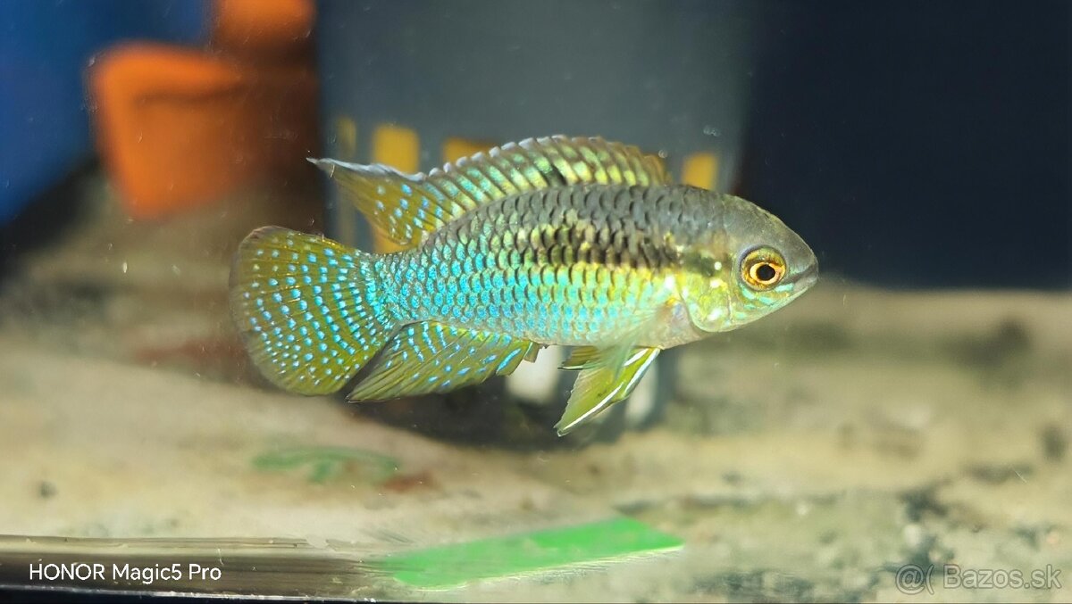 Americké cichlidy - 10