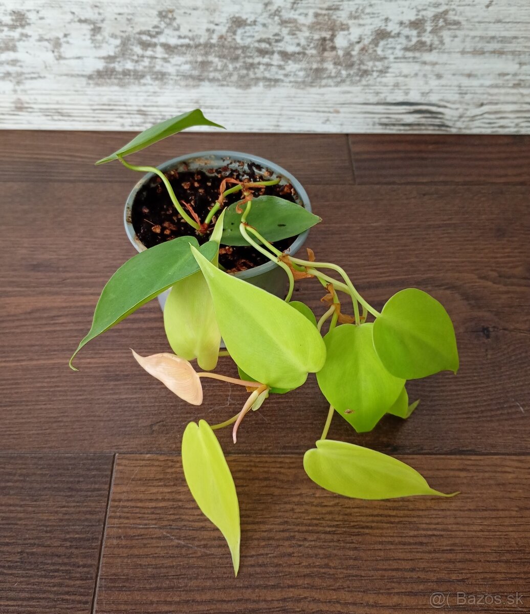 Izbové rastlinky - 10