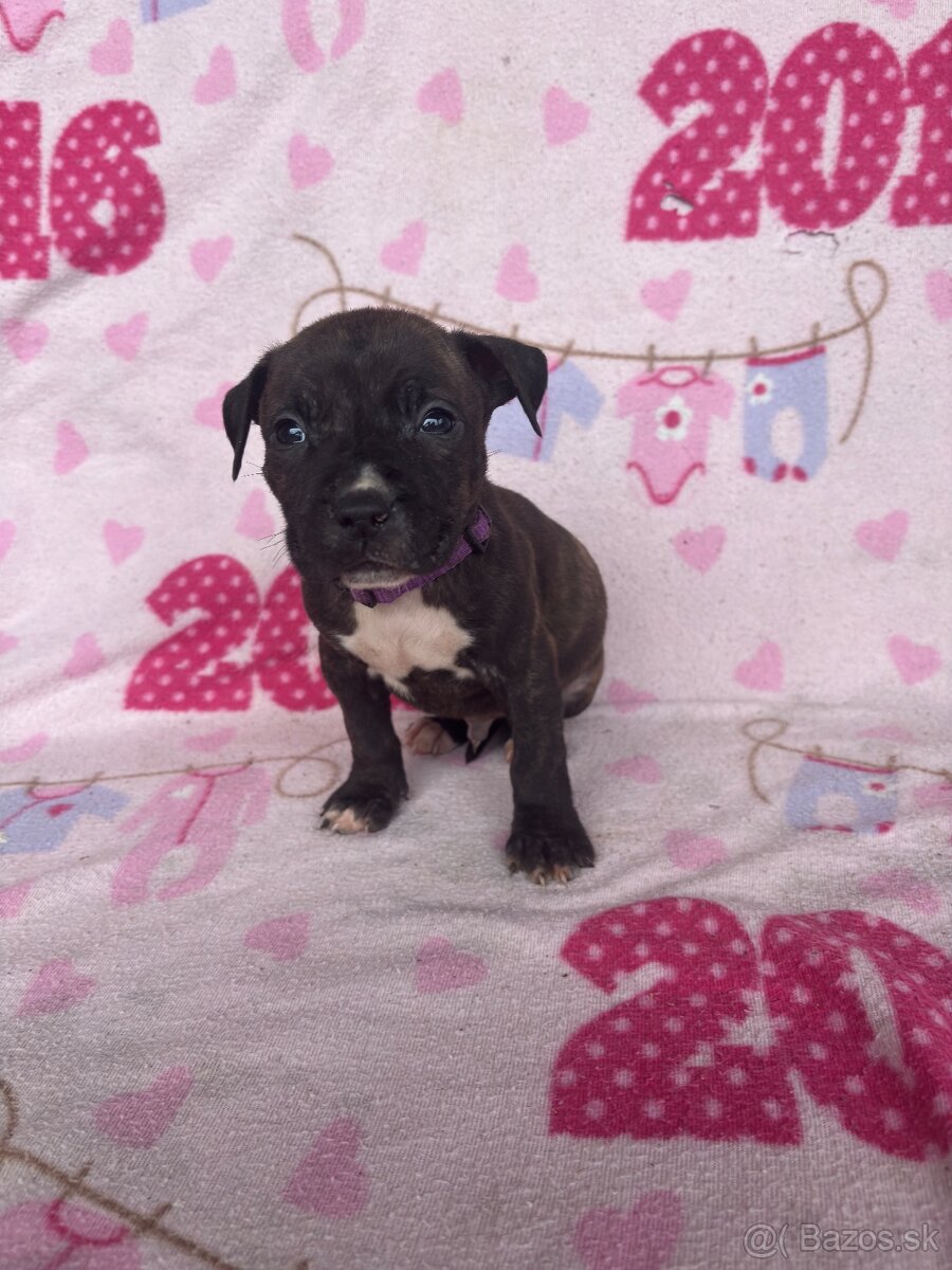 Americký stafordsirsky terier, Stafford, amstaf - 10