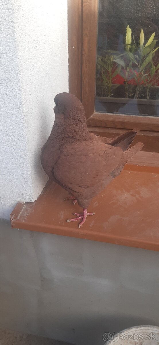 Americký King 2024. - 10