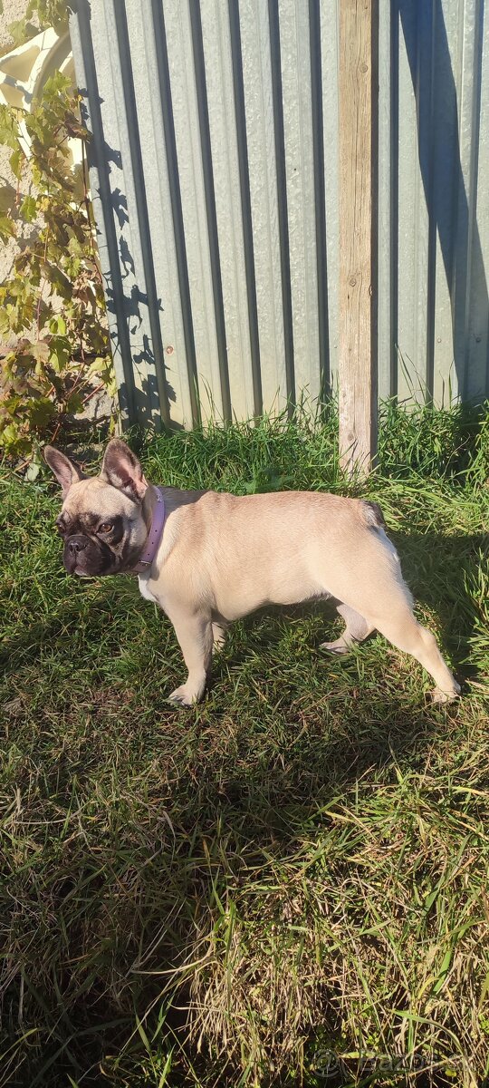 Francúzsky buldoček s PP - 10