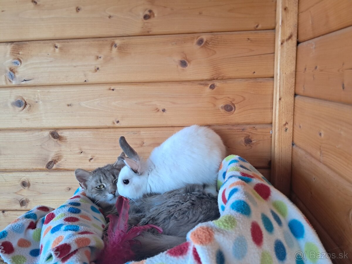 Zakrslý zajko + klietka - 10