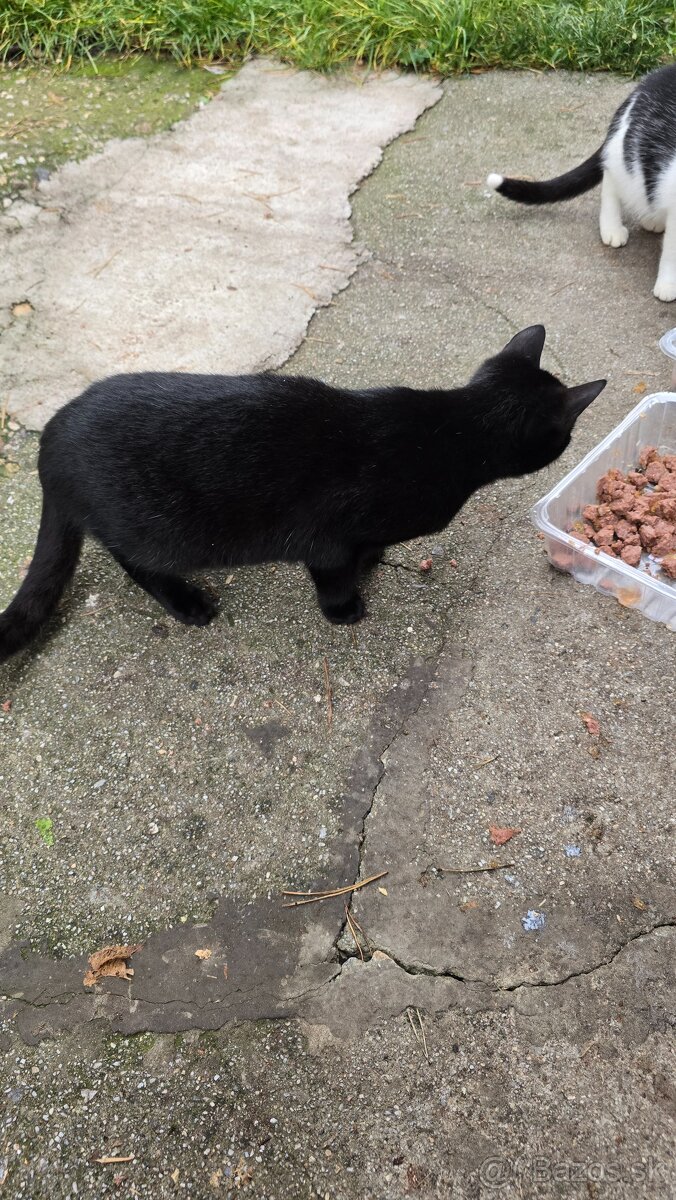 Darujem mačičky - 10