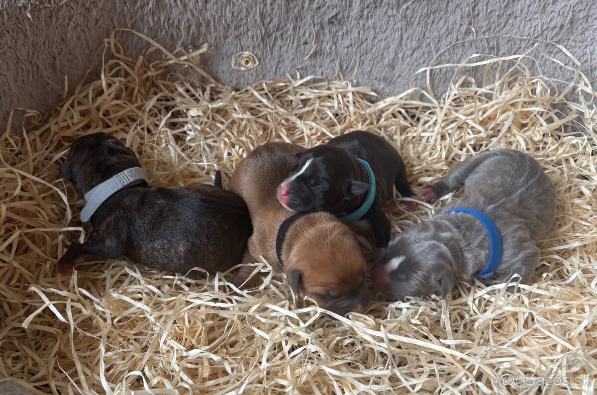 Americký stafordsirsky terier, Stafford, amstaf - 10