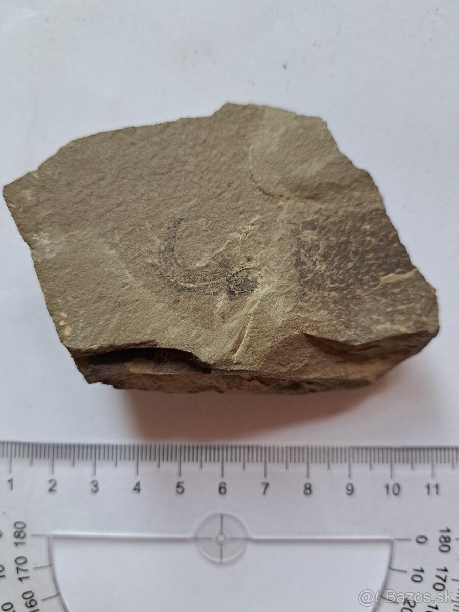 Zbierka fosílií - 10