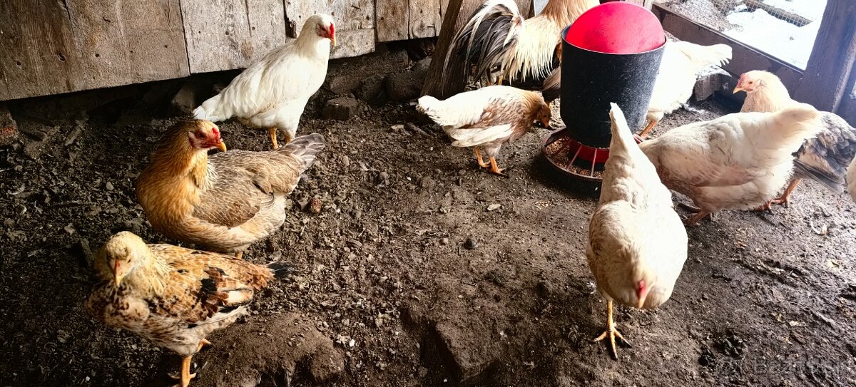 Vymením,predam - 10