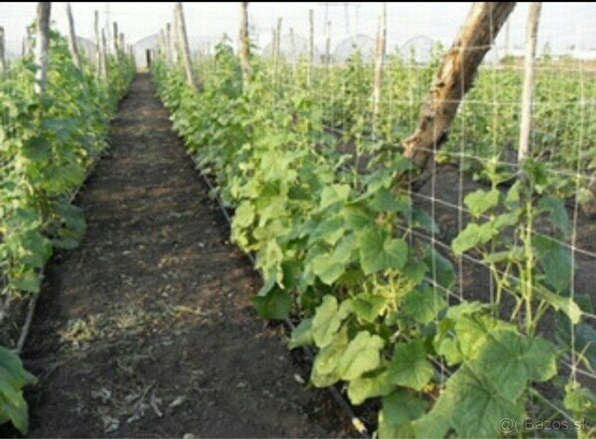 Kompozitne Roksory - 10