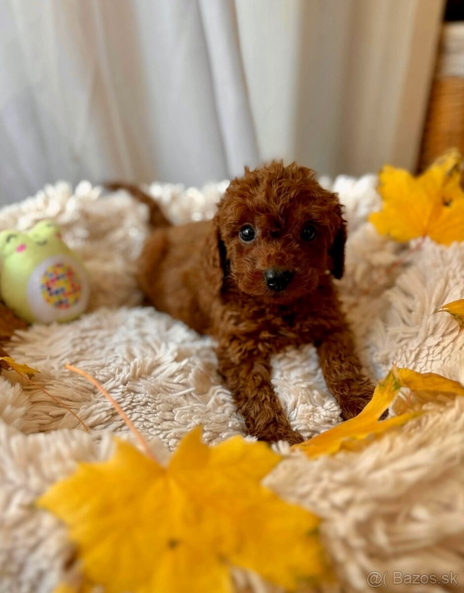 Dark Red miniature / Poodle / Pudlik / Poodel / pudel /pudl - 10