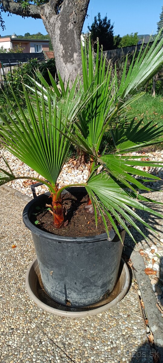 3,5 ročné palmy Trachycarpus Fortunei - 10