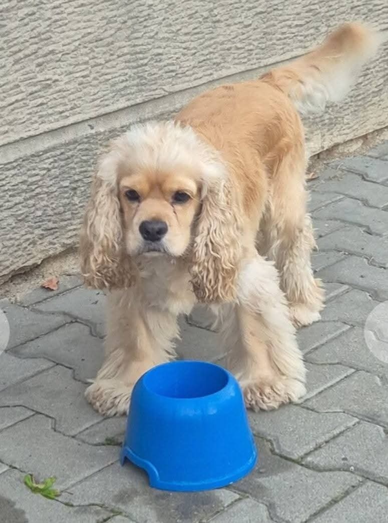 Americký kokeršpaniel - 10