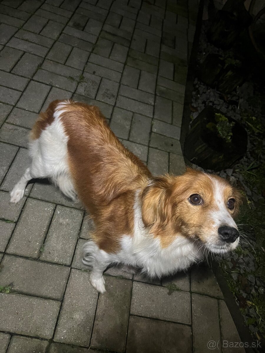 Darujem šteniatka - 10