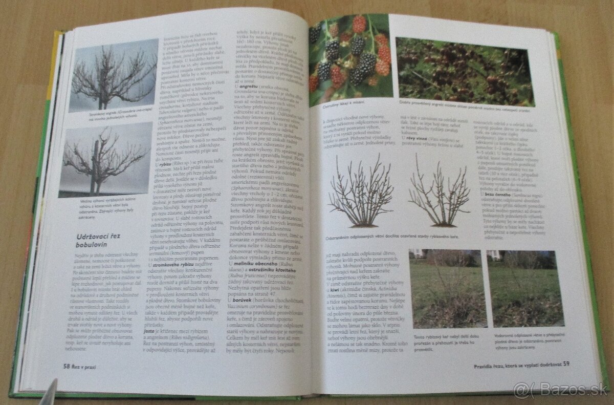 Řez ovocných stromu a keřu - 10