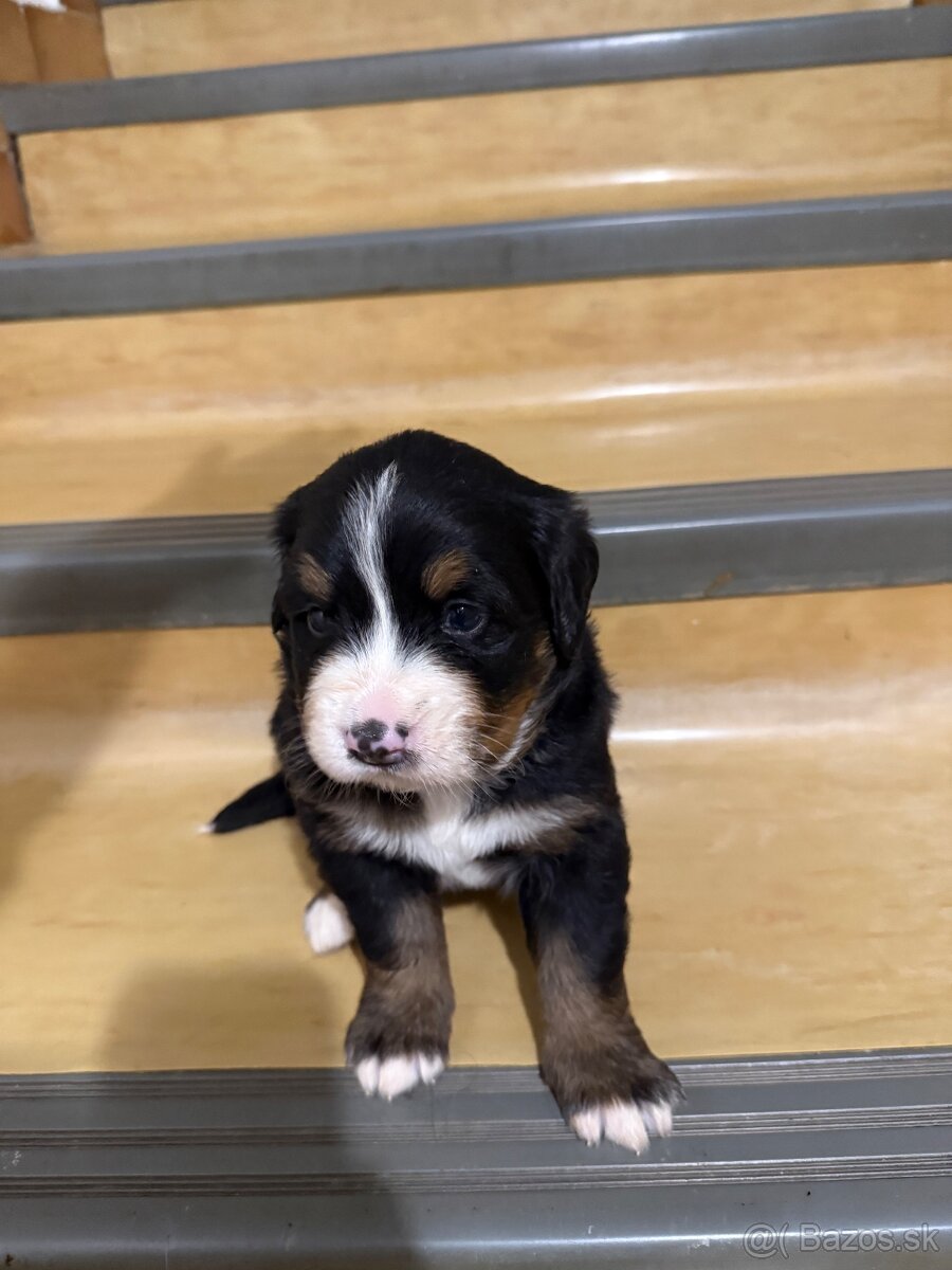 Bernsky salašnicky pes šteniatka - 10