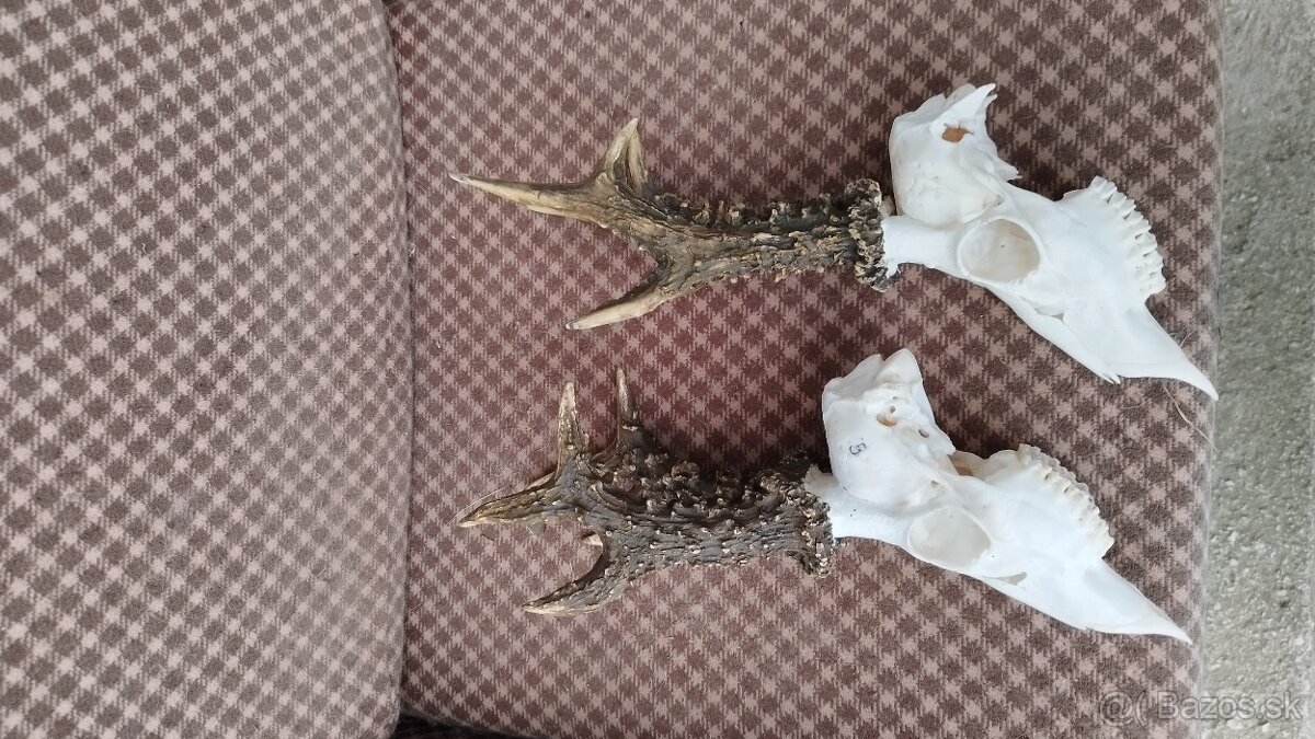 Ponúkame na predaj odliatky zlatých srncou Parožie zhody tr - 10