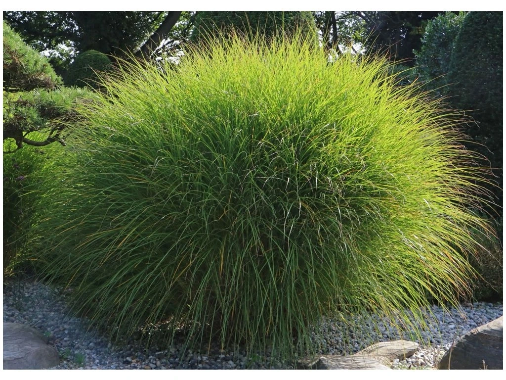 kaktusy - echinopsisy, biely ibštek, ľaliovka, konvalinky - 10