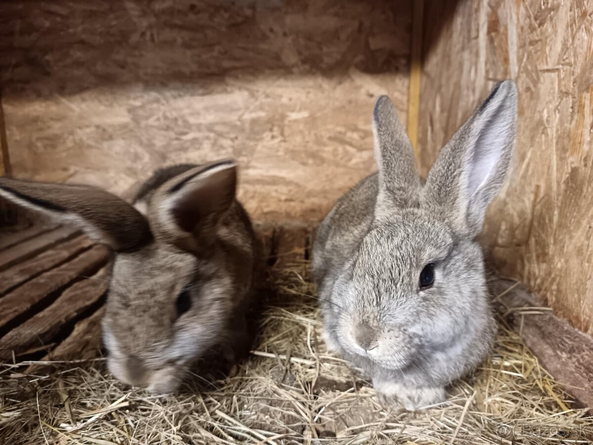 Králiky, zajace - 10