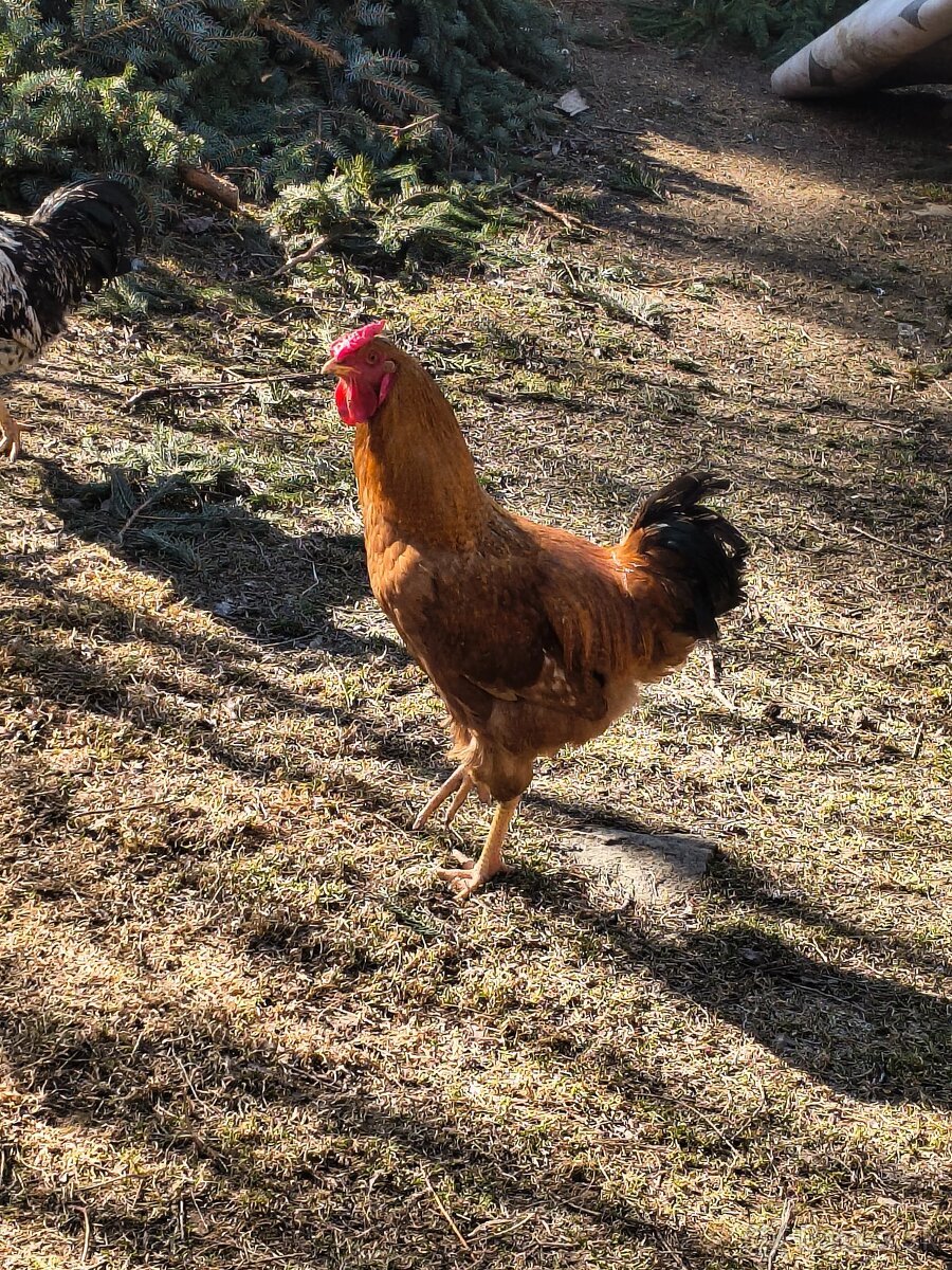 Predám kohúty - 10