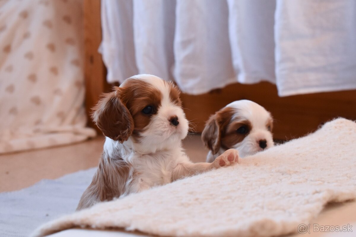 Šteniatka Cavalier King Charles Spaniel - 10