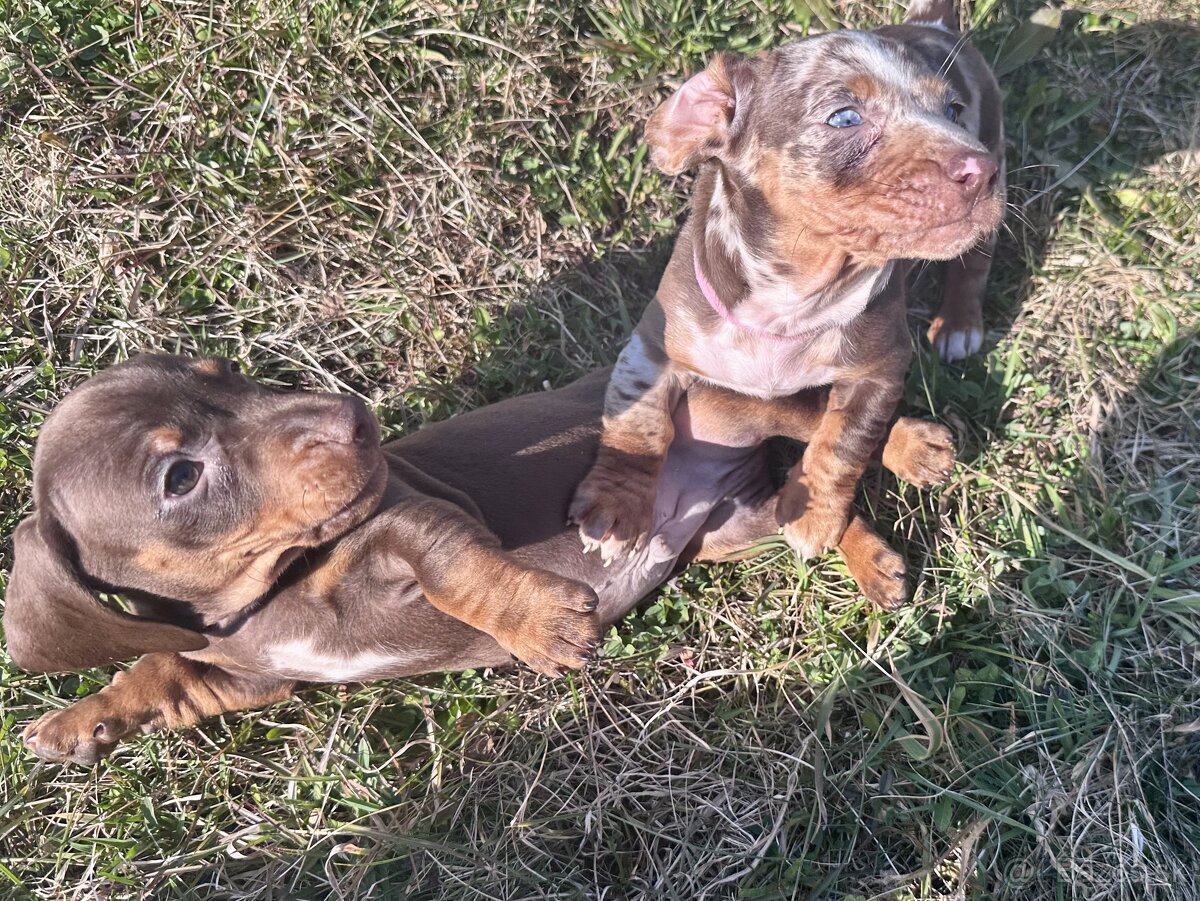 Jazvečík trpasličí hladkosrstý - 10