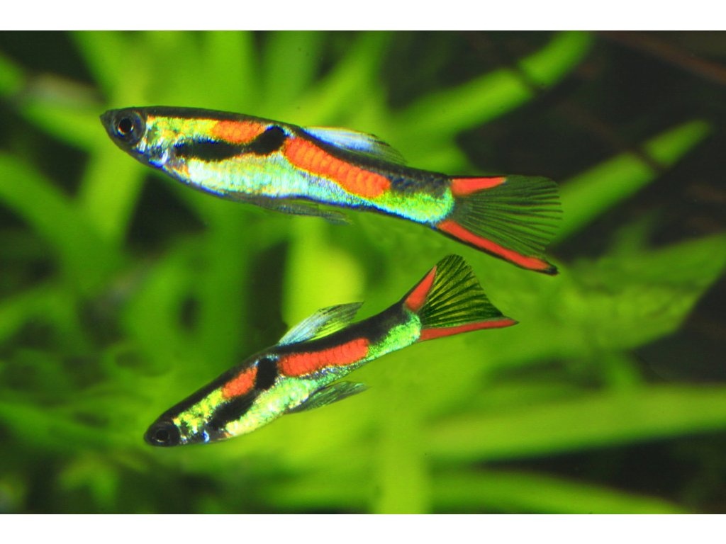 akváriové rybičky - 10