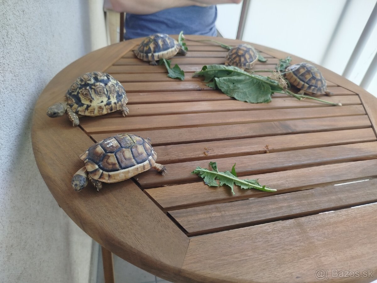 Suchozemska korytnačka Testudo Marginata - 10