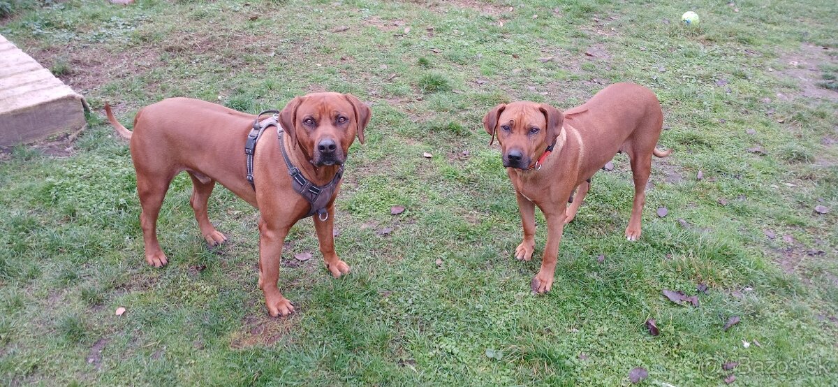 Rhodesian Ridgeback - 10