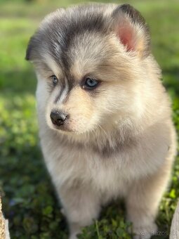 Pomsky / Pomeranian / Husky - 10
