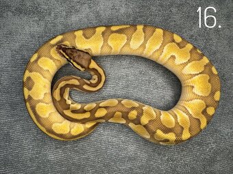 Predám nádherne mladé Python Regius 2024 - 10