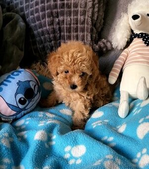 Pudel Pudlik mini toy ❣️ - 10