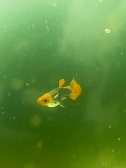 Gupky | Endlerky | Živorodky (NR) - 10