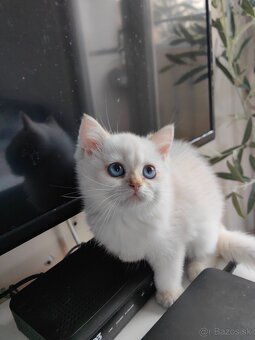 Britská krátkosrstá mačka - 10