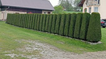 Tuja Smaragd, vavrínovec, červienka - Ružomberok - 10