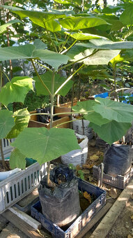 Cisarsky strom Paulownia a Aloe vera - 10